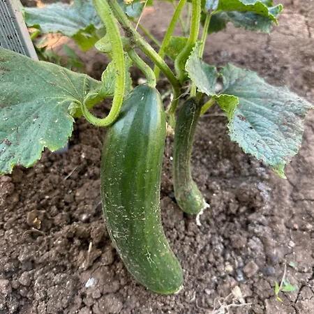 Vassiliki Отель типа 